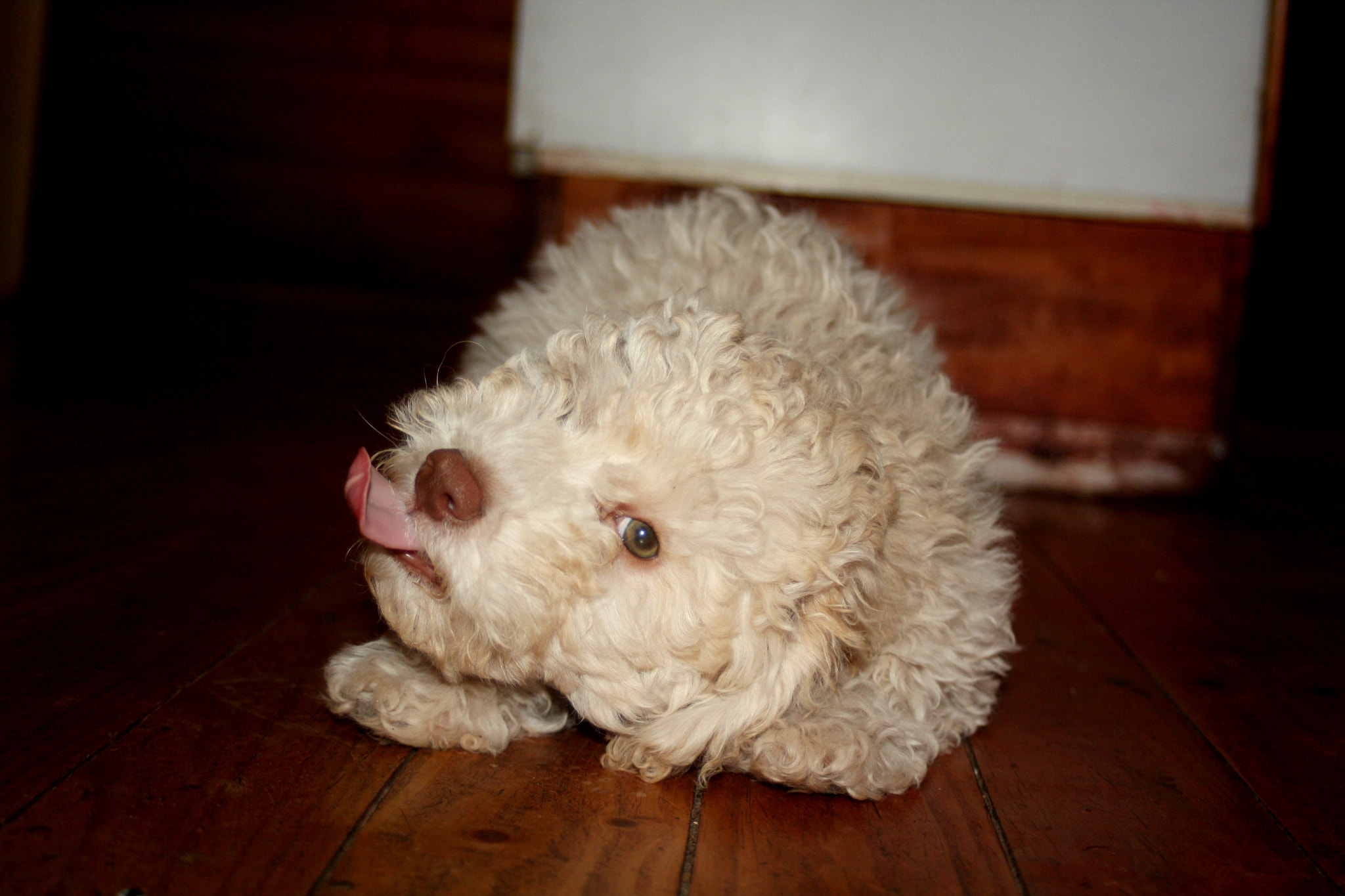 Canon EF 35-80mm f/4-5.6 sample photo. Caniche  photography