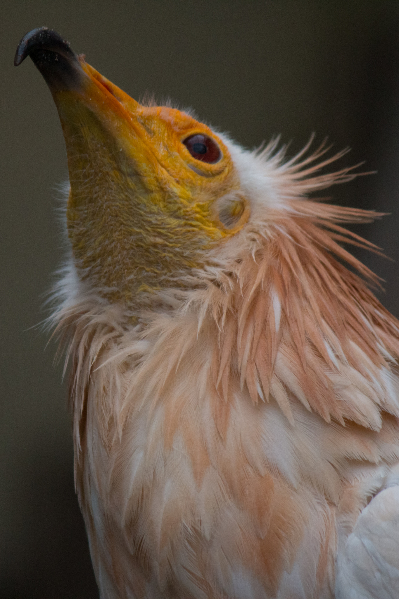 Canon EF-S 55-250mm F4-5.6 IS II sample photo. Death´s friend photography