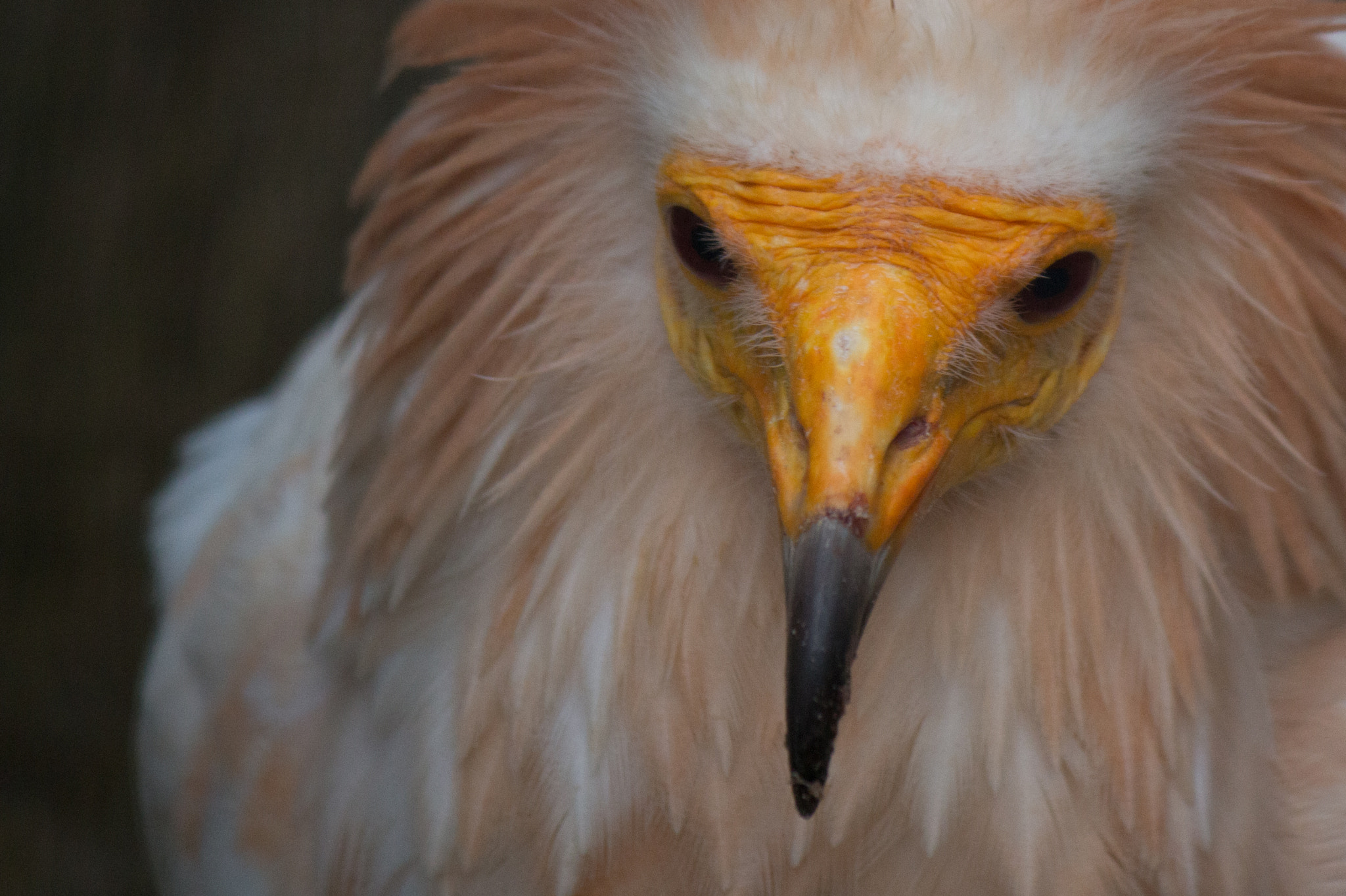 Canon EF-S 55-250mm F4-5.6 IS II sample photo. Death´s friend photography