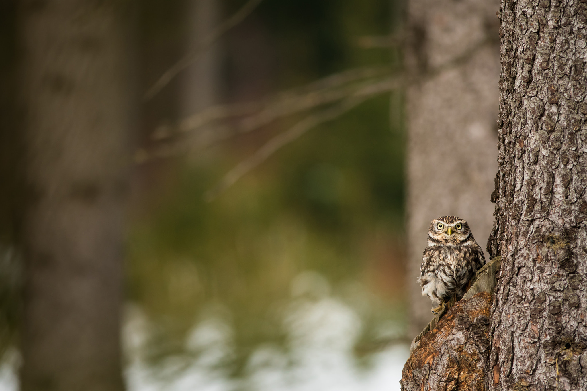 Nikon D500 sample photo. The little owl iii. photography