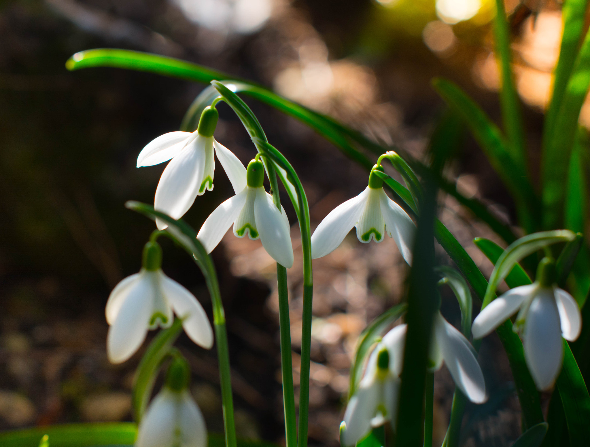 Nikon D5200 + Nikon AF-S Nikkor 50mm F1.4G sample photo. *** photography