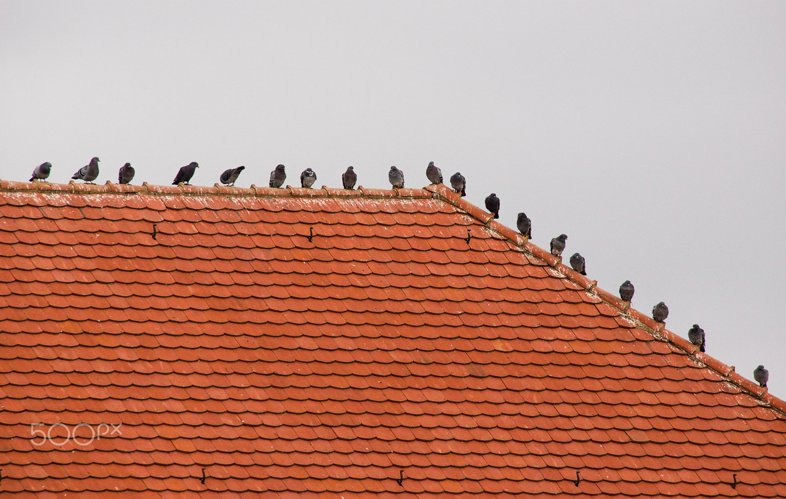 Sigma 50-500mm F4.5-6.3 DG OS HSM sample photo. Tauben aufm dach photography