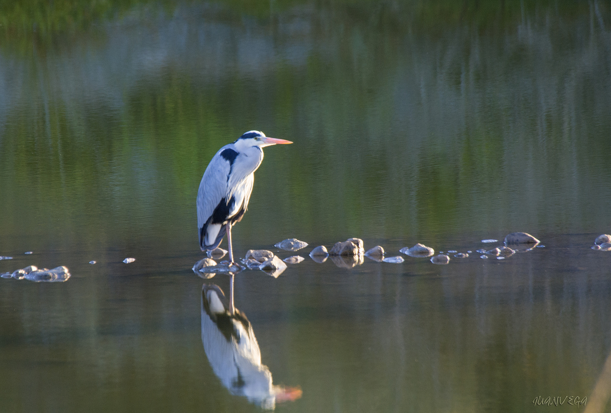 Minolta AF 300mm F2.8 HS-APO G sample photo. Garza photography