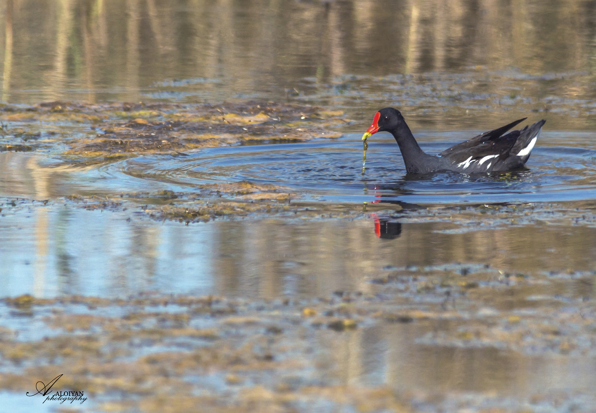 Sigma 150-500mm F5-6.3 DG OS HSM sample photo. Moorhen photography