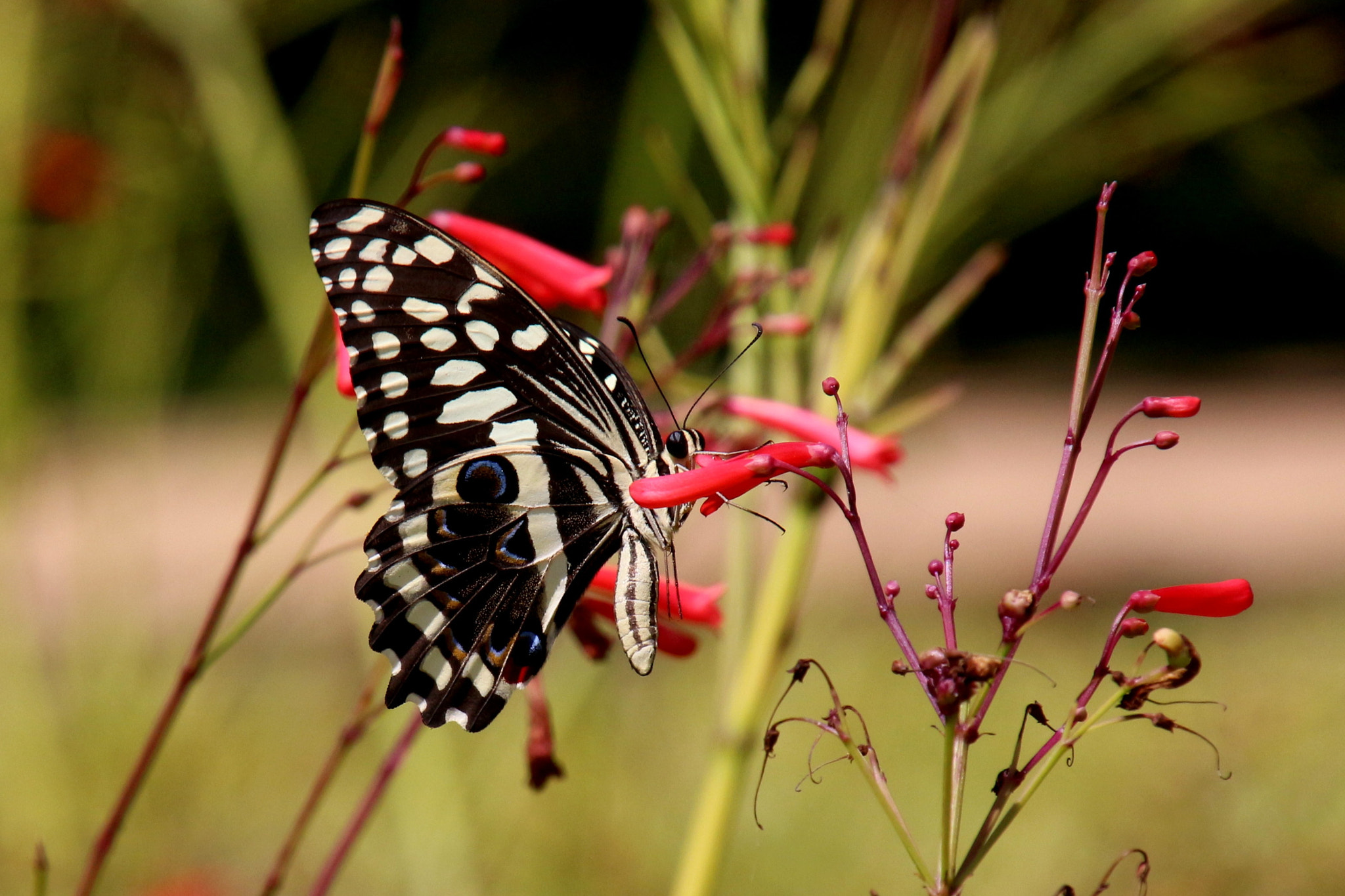 Canon EOS 650D (EOS Rebel T4i / EOS Kiss X6i) sample photo. Papilio machaon photography