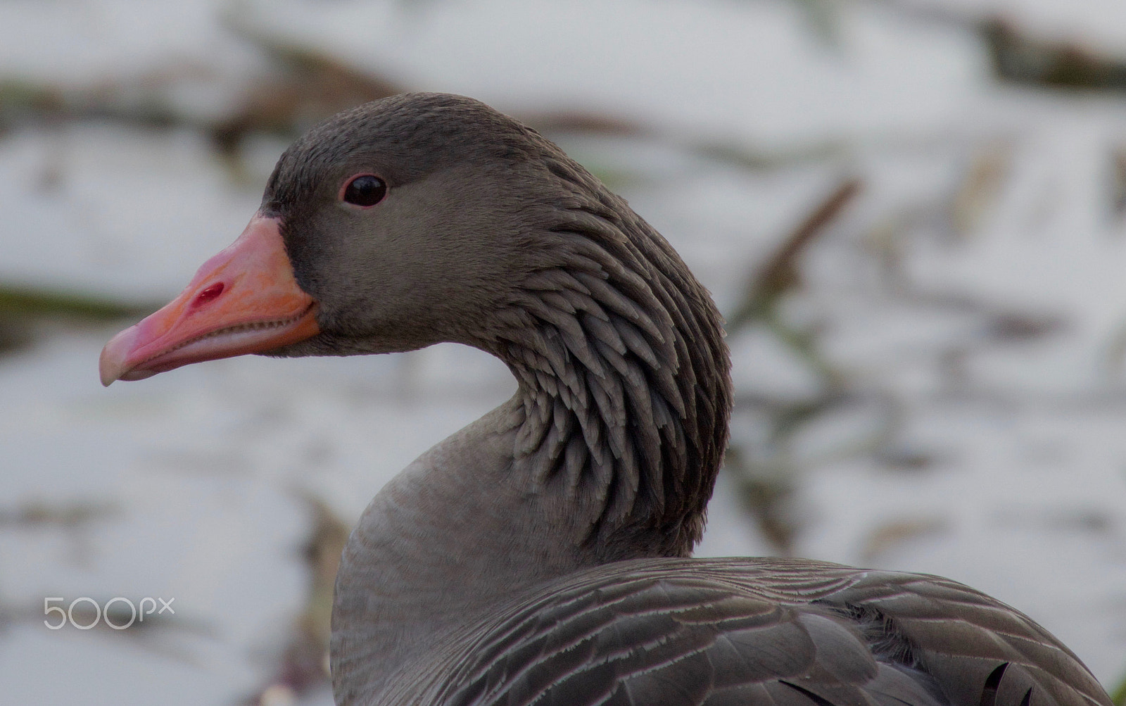 Pentax K-3 II + Sigma 50-500mm F4.5-6.3 DG OS HSM sample photo. Gans ganz nah photography