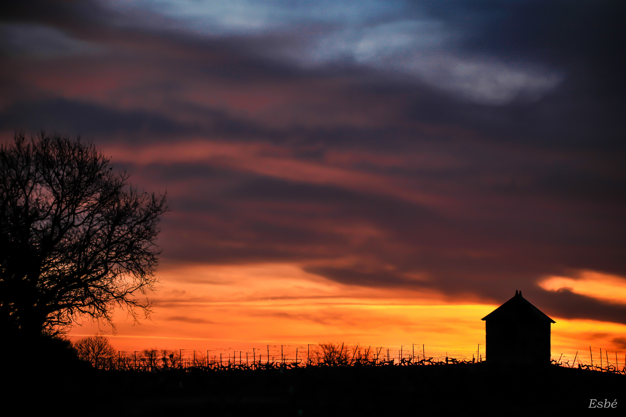 150-600mm F5-6.3 DG OS HSM | Contemporary 015 sample photo. Vines at dusk photography