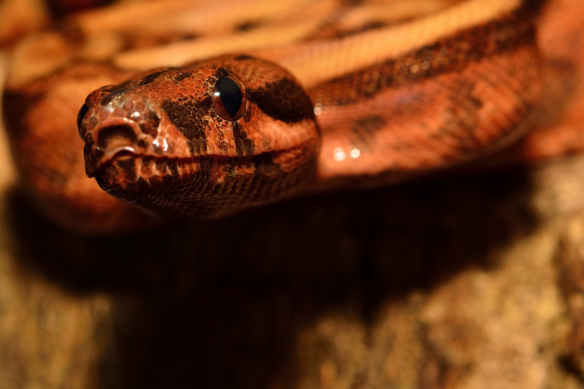 Nikon AF-S Micro-Nikkor 60mm F2.8G ED sample photo. Peeky, peek photography