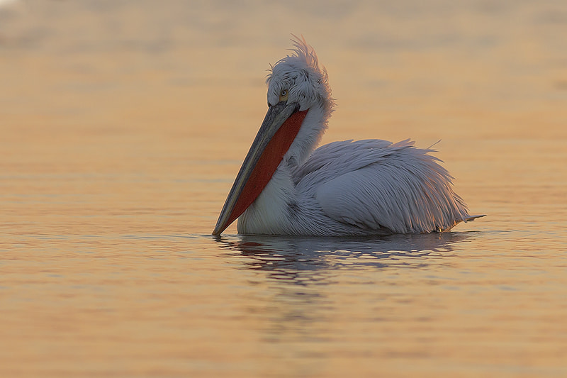 Canon EOS 60D + Canon EF 400mm F5.6L USM sample photo. Dalmatian pelican photography photography