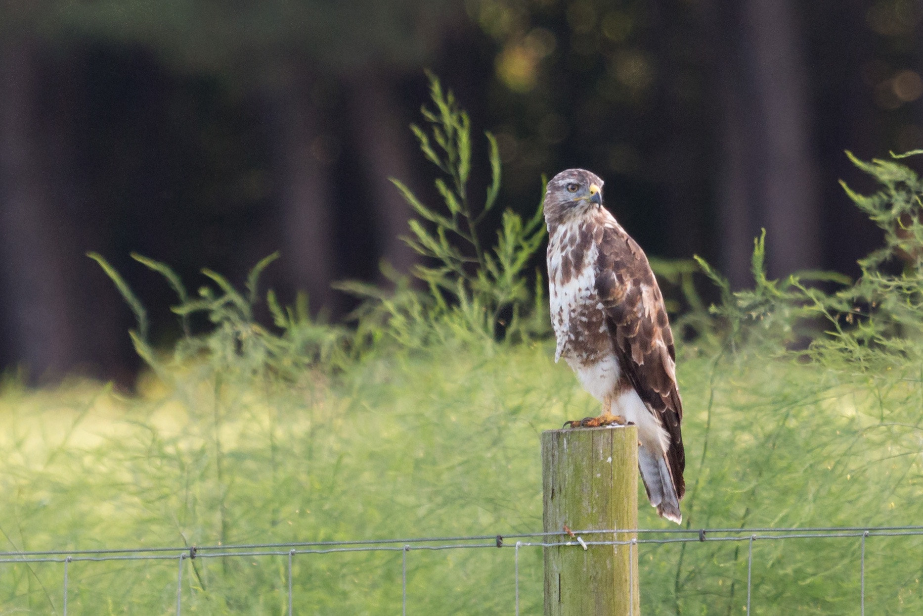 Canon EF 100-400mm F4.5-5.6L IS USM sample photo