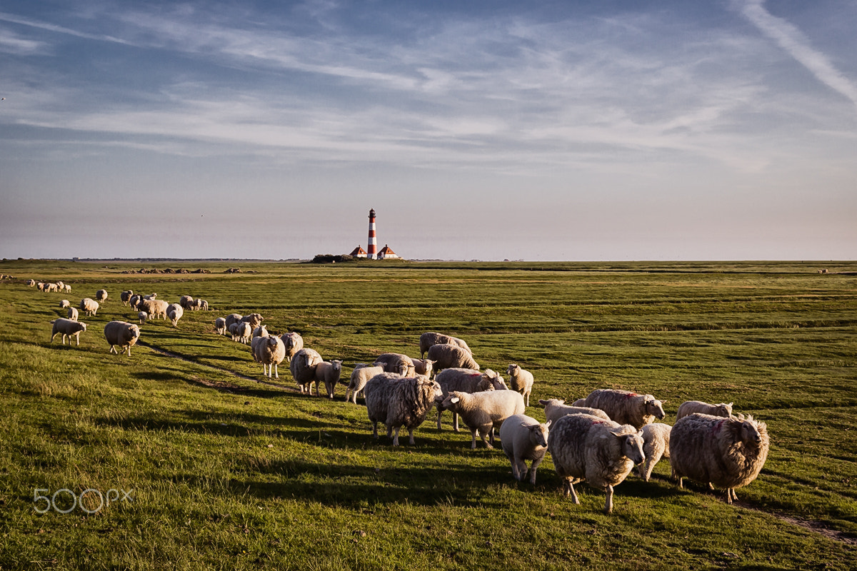 Canon EOS 60D + Sigma 17-70mm F2.8-4 DC Macro OS HSM sample photo. Westerhever with sheep photography