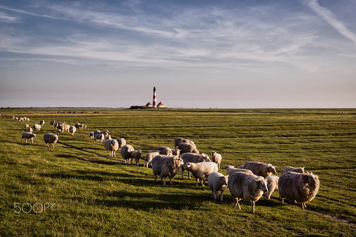 Sigma 17-70mm F2.8-4 DC Macro OS HSM sample photo. Westerhever with sheep photography