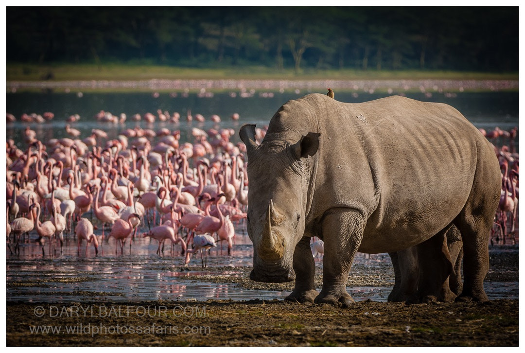 Nikon D2Xs + Nikon AF-S Nikkor 200-400mm F4G ED-IF VR sample photo. Beauty and the beast! pink lesser flamingos and a  ... photography