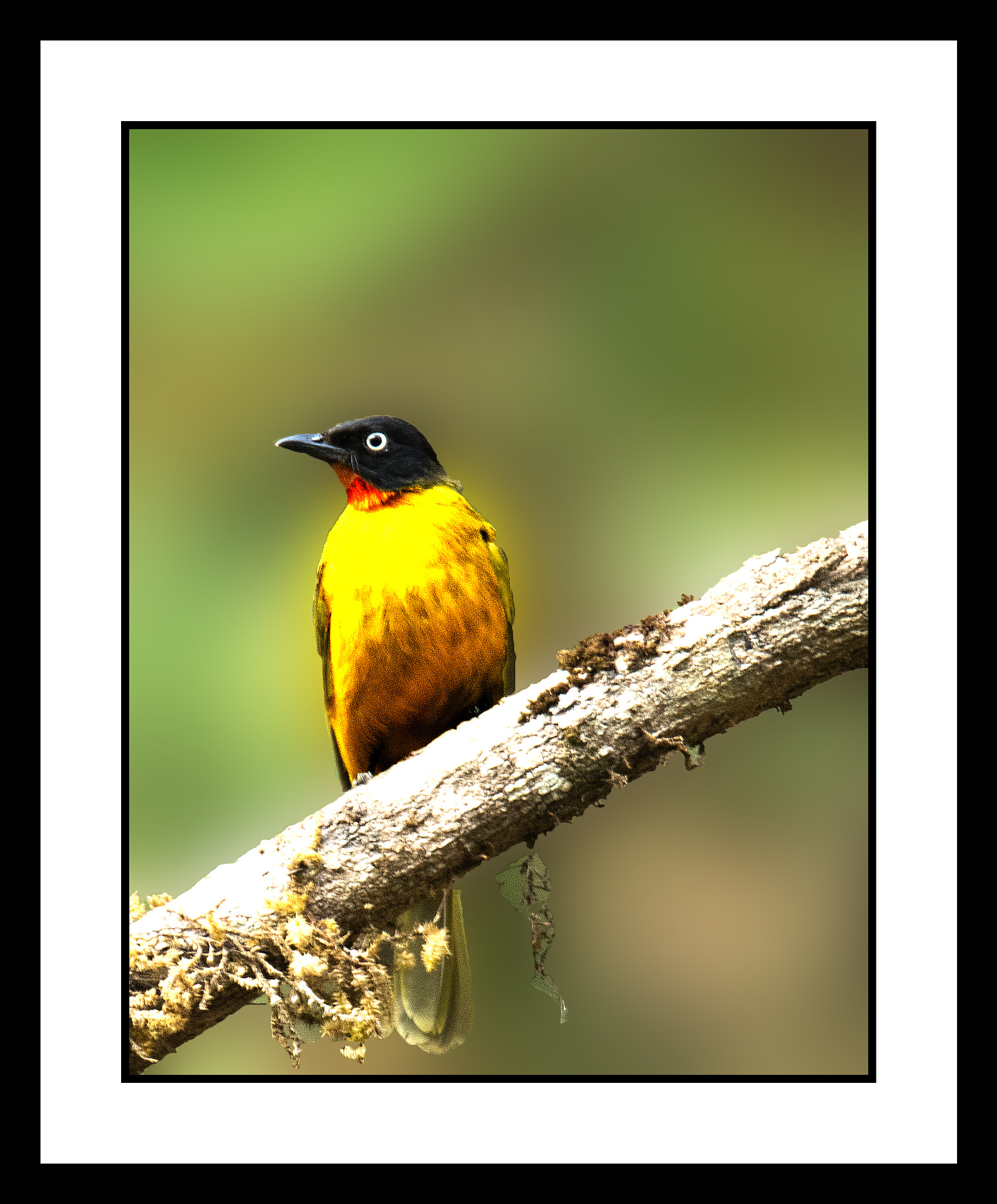 Nikon Nikkor AF-S 300mm F4E PF ED VR sample photo. A portrait of a bird photography