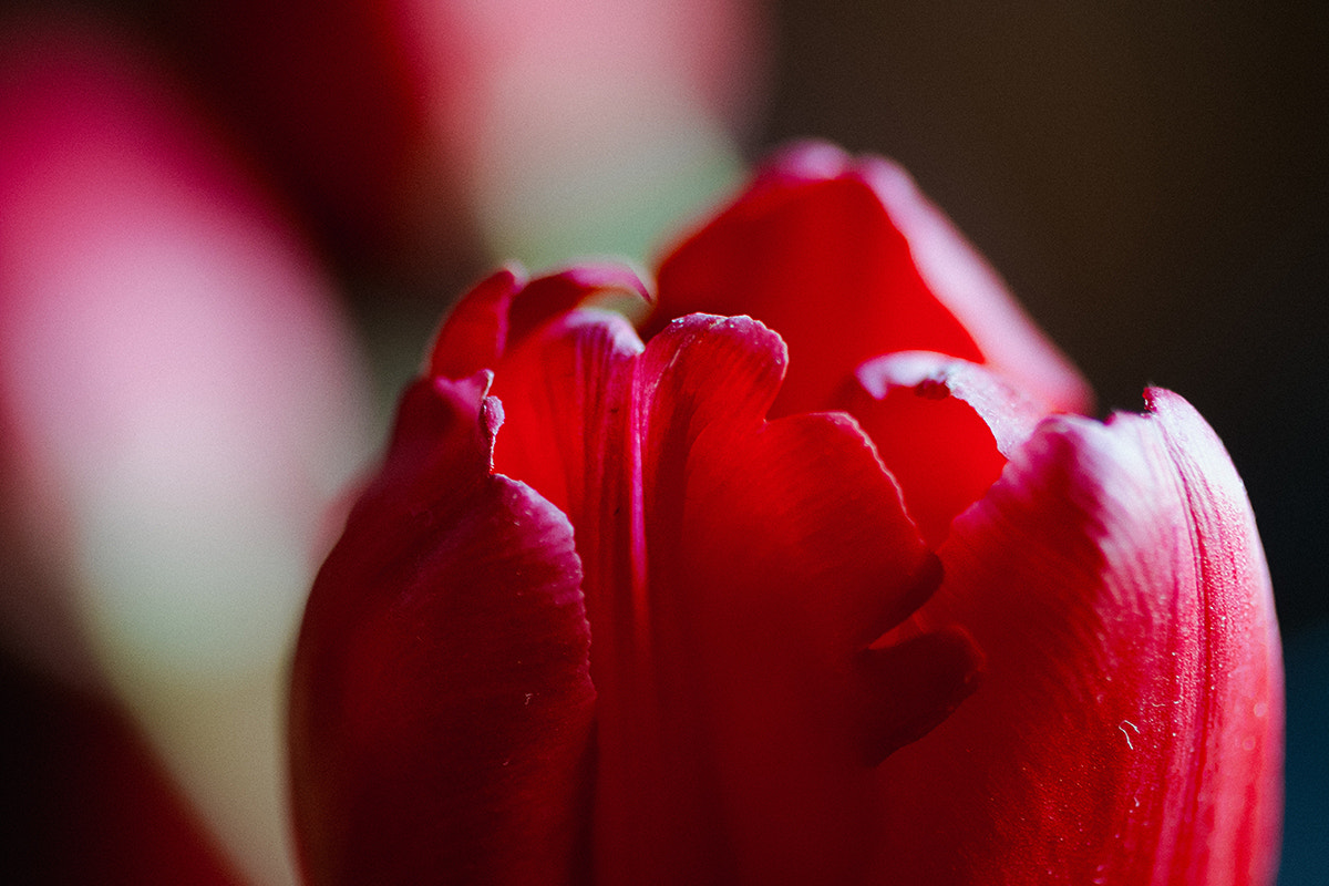 Canon EOS 70D + Canon EF 50mm F2.5 Macro sample photo. Spring is coming photography