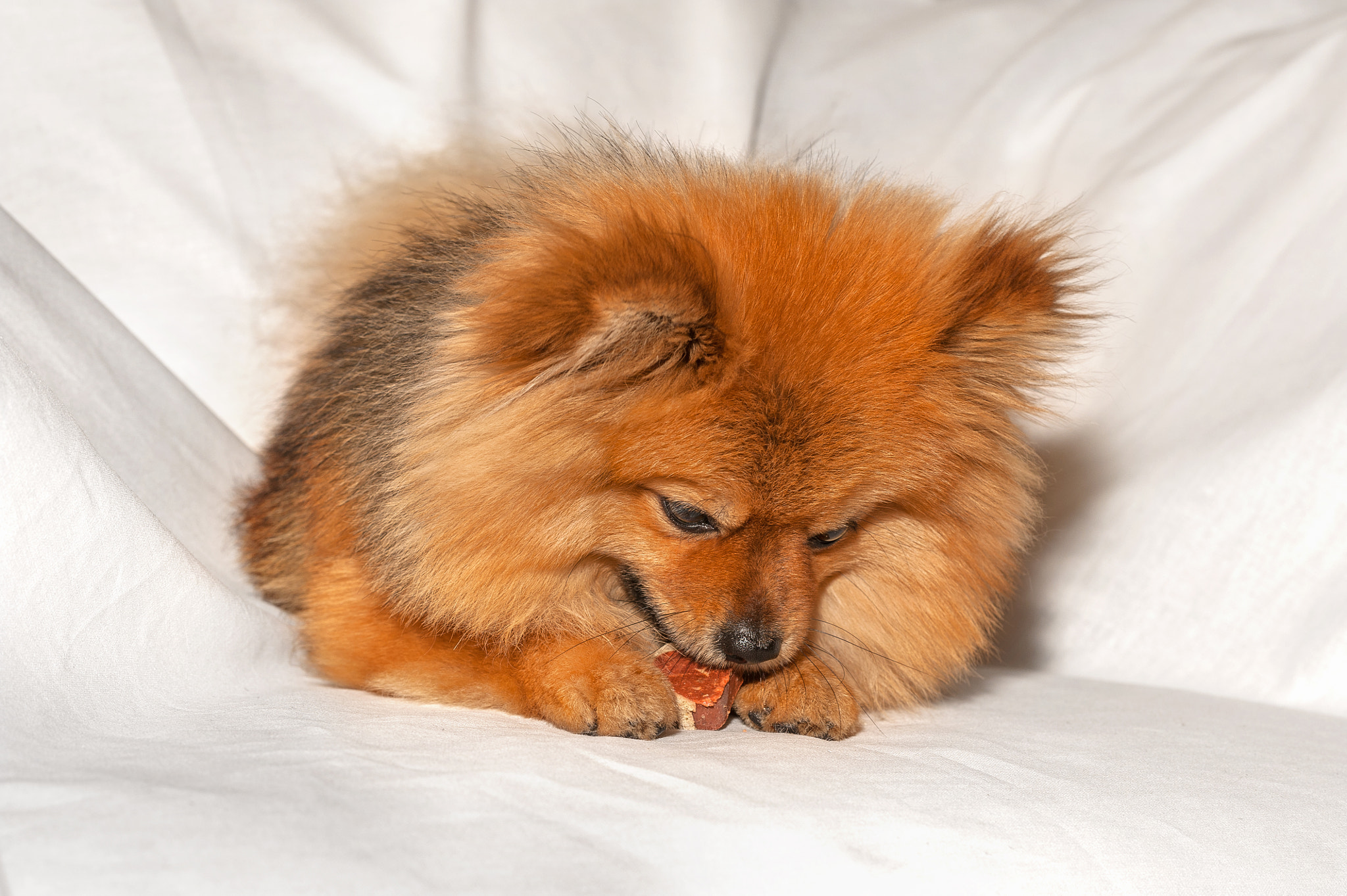 Nikon D700 + Nikon AF-S Nikkor 85mm F1.4G sample photo. Spitz,puppy,dog is laying on the white sheet and eating some food photography
