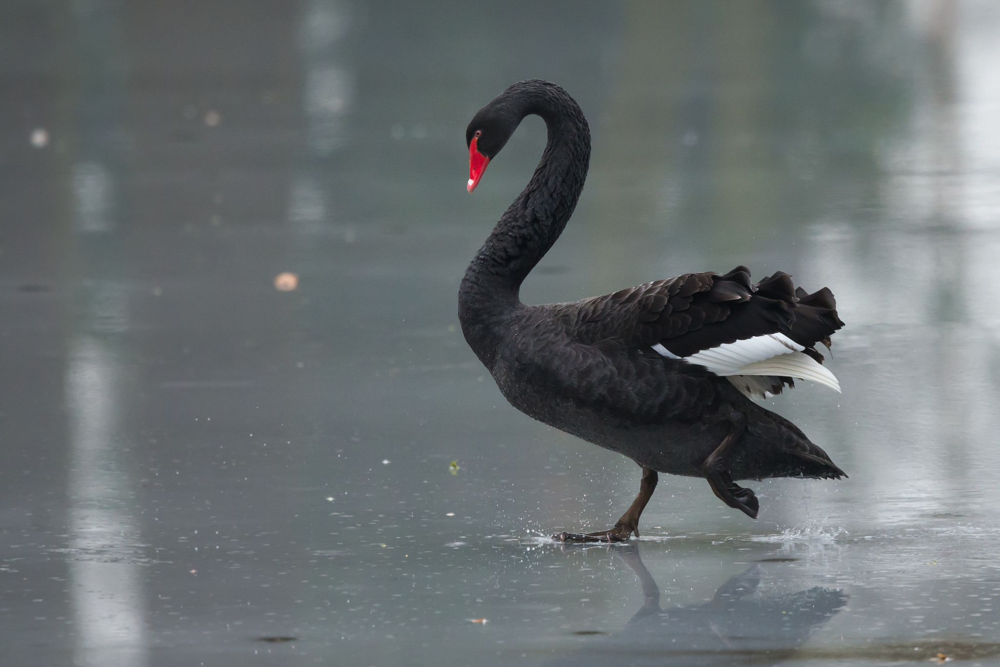 Nikon D610 + Nikon AF-S Nikkor 500mm F4G ED VR sample photo. Black swan dancing on ice photography