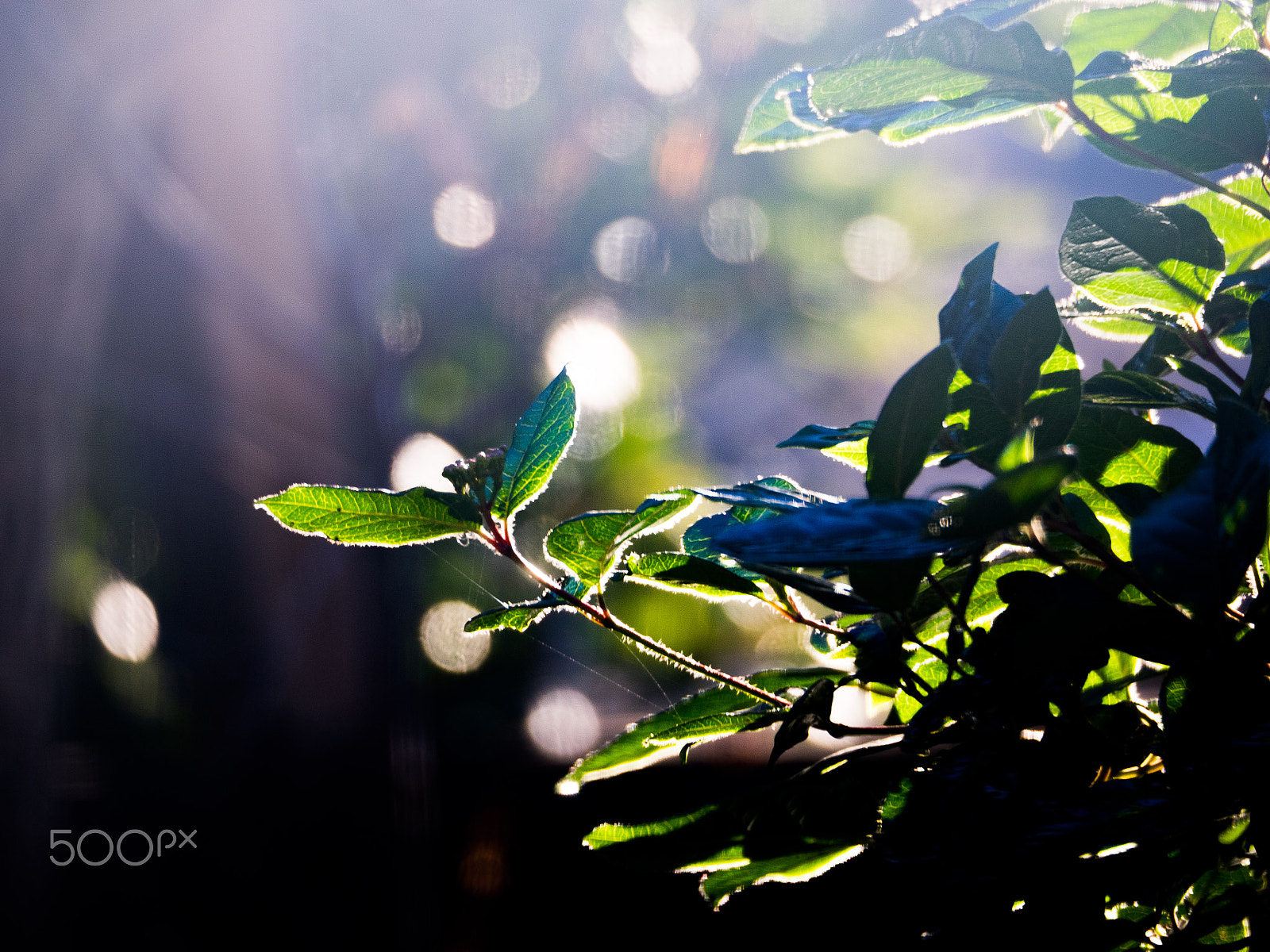 Olympus OM-D E-M1 sample photo. Winter light photography
