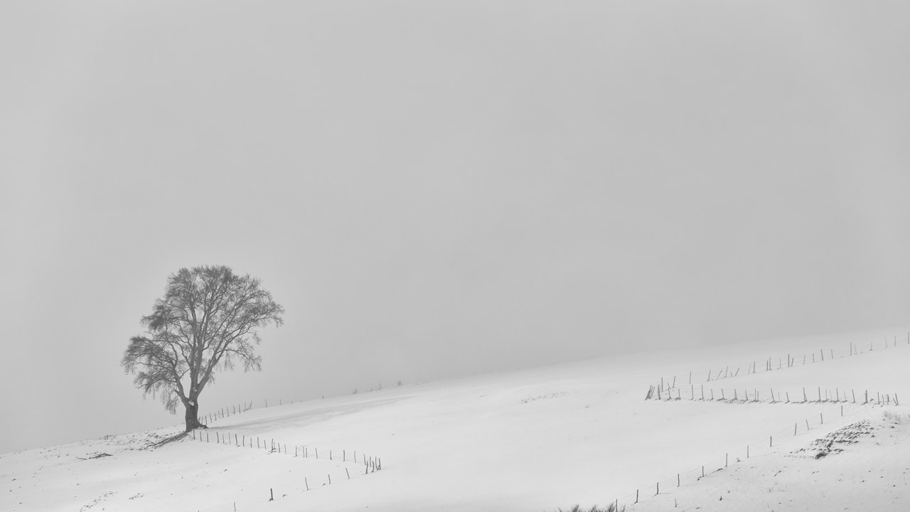 Sigma 150-600mm F5-6.3 DG OS HSM | C sample photo. ... lessinia photography