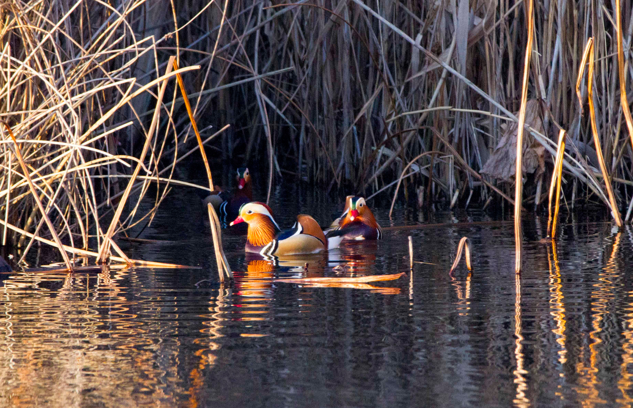 150-600mm F5-6.3 DG OS HSM | Contemporary 015 sample photo. Les mandarins de l'étang de font merle photography