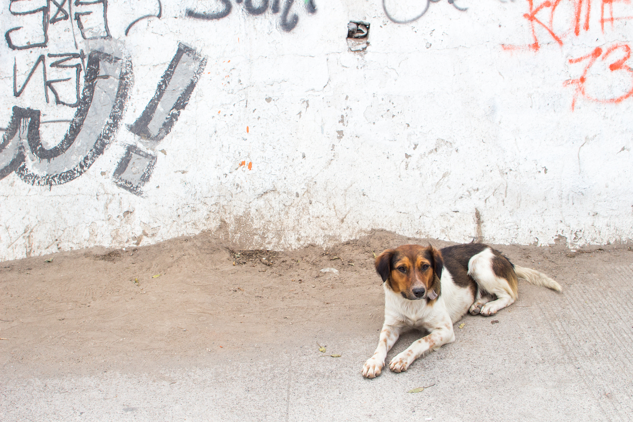 Canon EF 28-105mm f/3.5-4.5 USM sample photo. Dog on the street photography