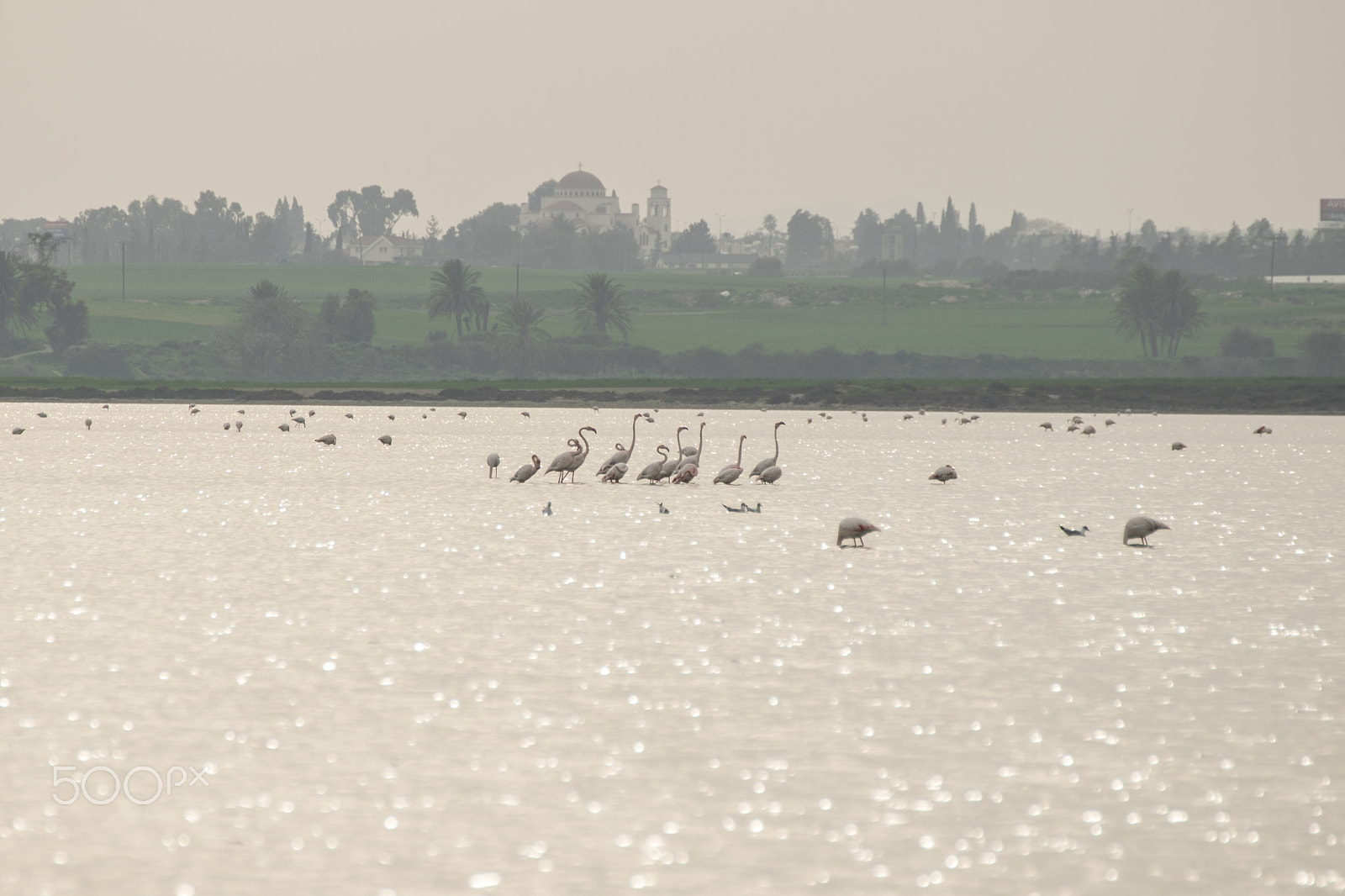 Nikon D5300 + Tamron SP 70-300mm F4-5.6 Di VC USD sample photo. Flamingo flock in the lake photography