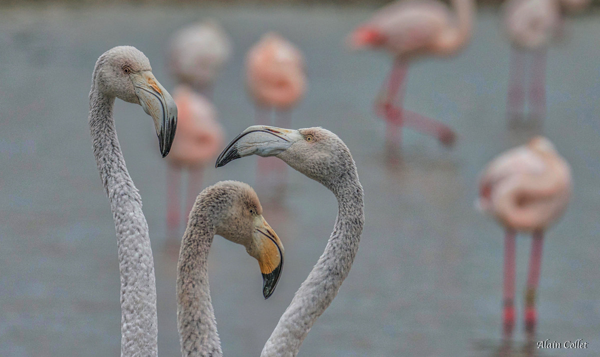 Nikon D800 sample photo. Flamants photography