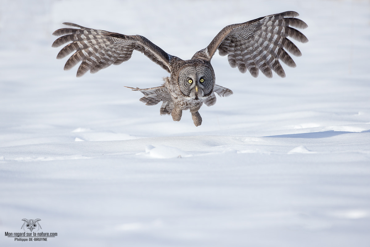 Canon EOS-1D X + Canon EF 500mm F4L IS USM sample photo. Ggo !! photography