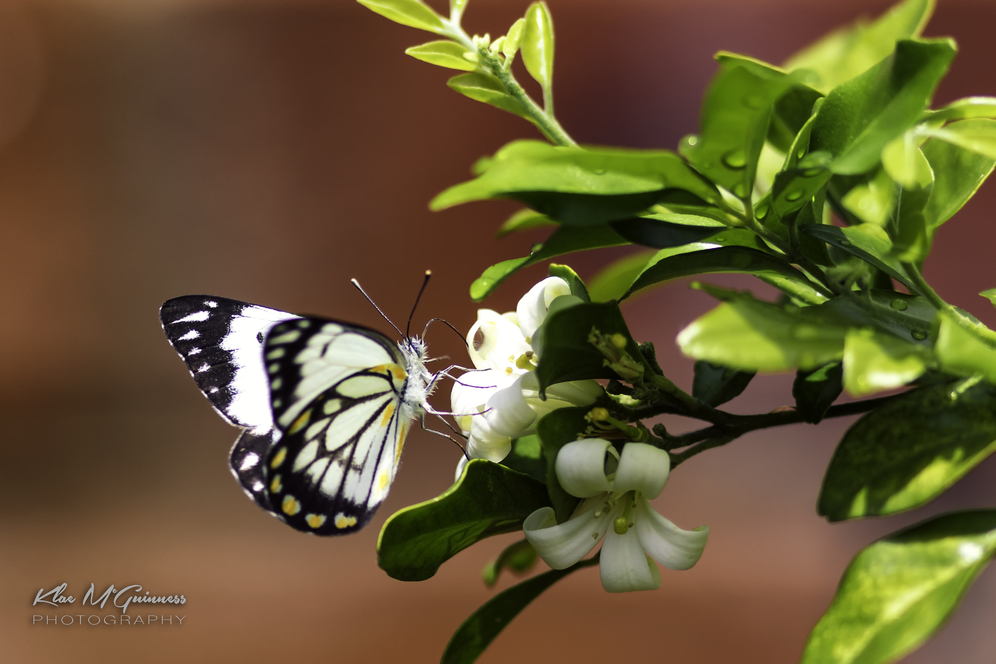 Canon EF 300mm F4L IS USM sample photo. The butterfly photography