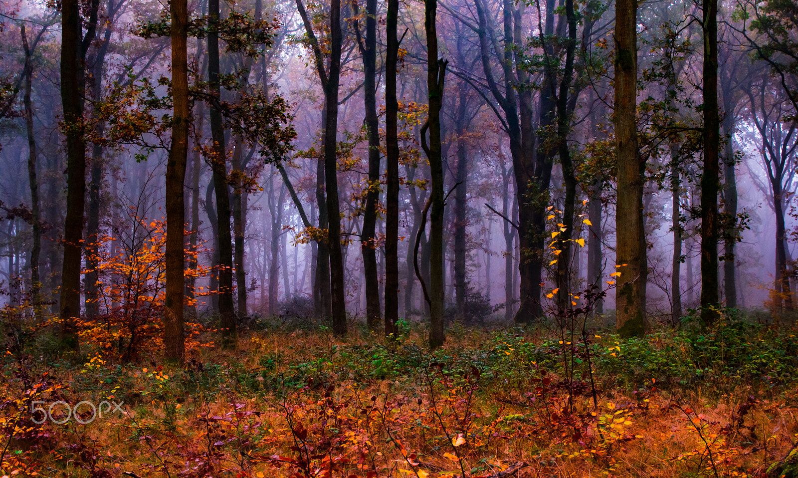 Olympus M.Zuiko Digital 14-42mm F3.5-5.6 II sample photo. Misty forest in autumn photography