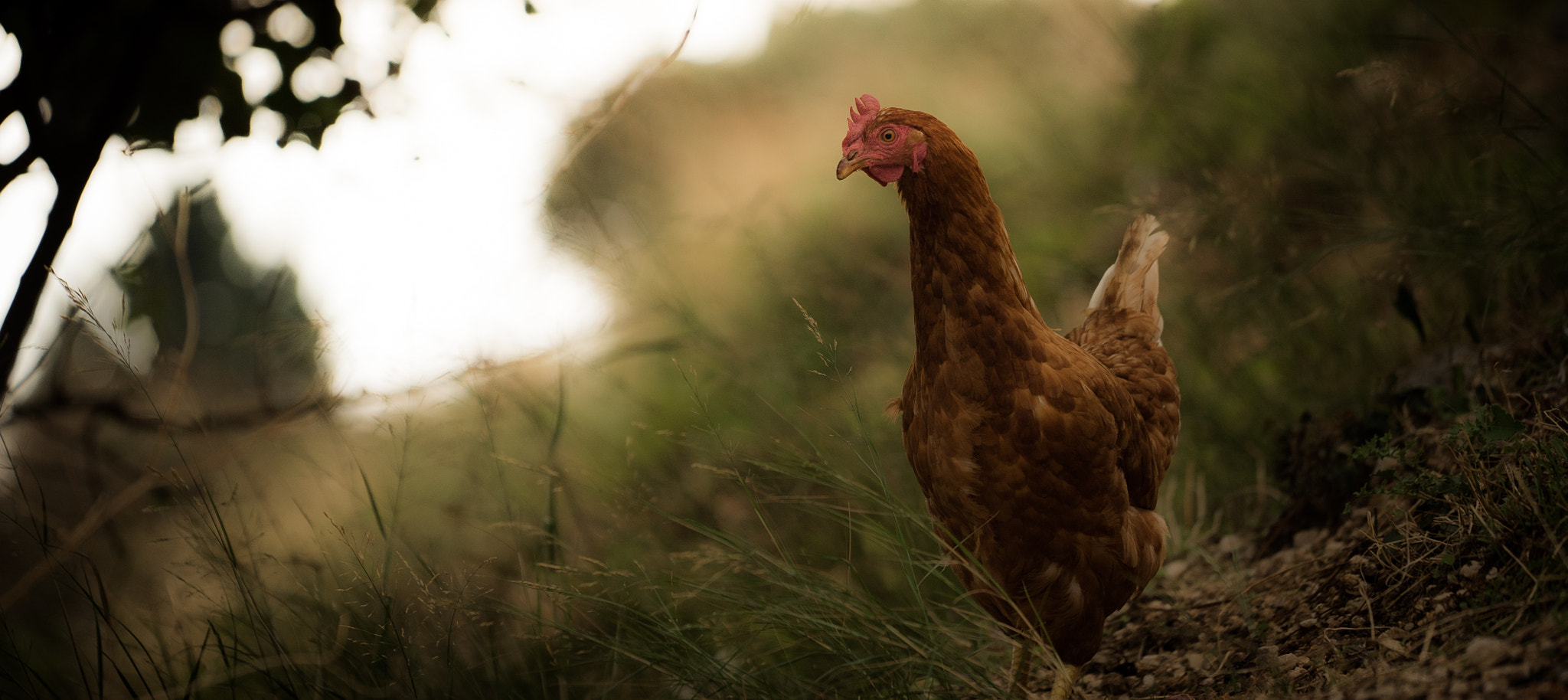 Sony a7S + Sony FE 70-200mm F4 G OSS sample photo. Greek hen again photography