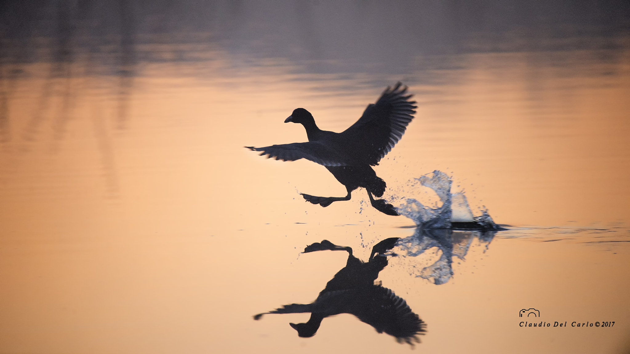 Sigma 150-600mm F5-6.3 DG OS HSM | S sample photo. Decollo photography