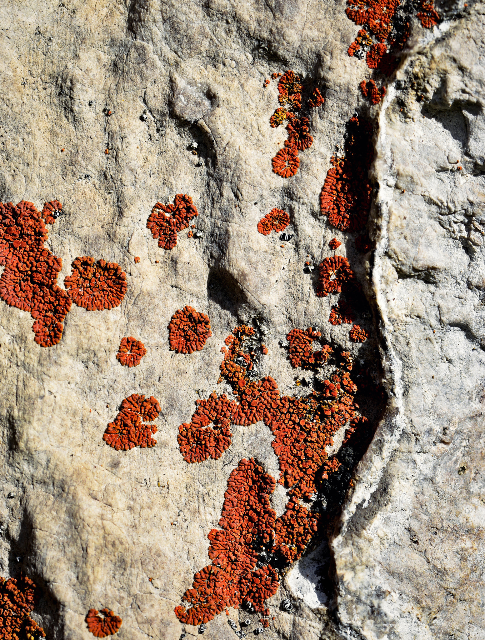 Nikon D5500 sample photo. Orange lichen on limestone rocks photography