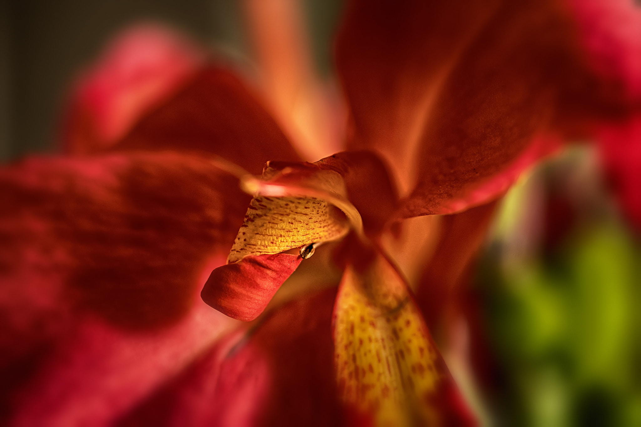 Canon EF 100mm F2.8 Macro USM sample photo. Allure photography