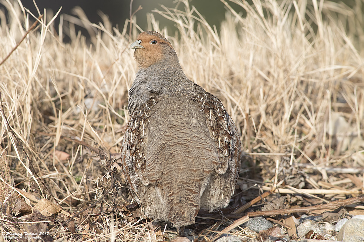 Nikon D5 + Nikon AF-S Nikkor 300mm F2.8G ED VR II sample photo. Starna perdix perdix photography