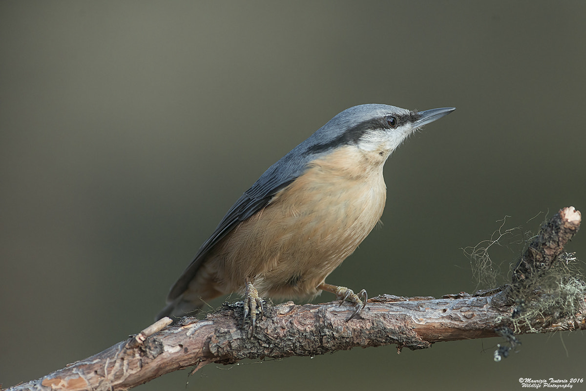 Nikon D800 + Nikon AF-S Nikkor 300mm F2.8G ED VR II sample photo. Picchio muratore sitta europaea photography