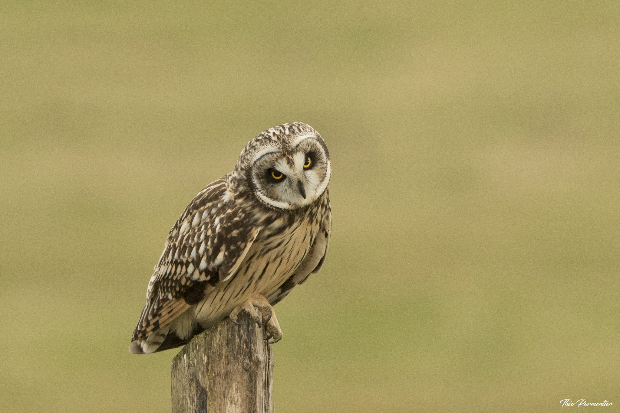 Canon EF 300mm F2.8L IS USM sample photo. Short eared owl / hibou des marais photography