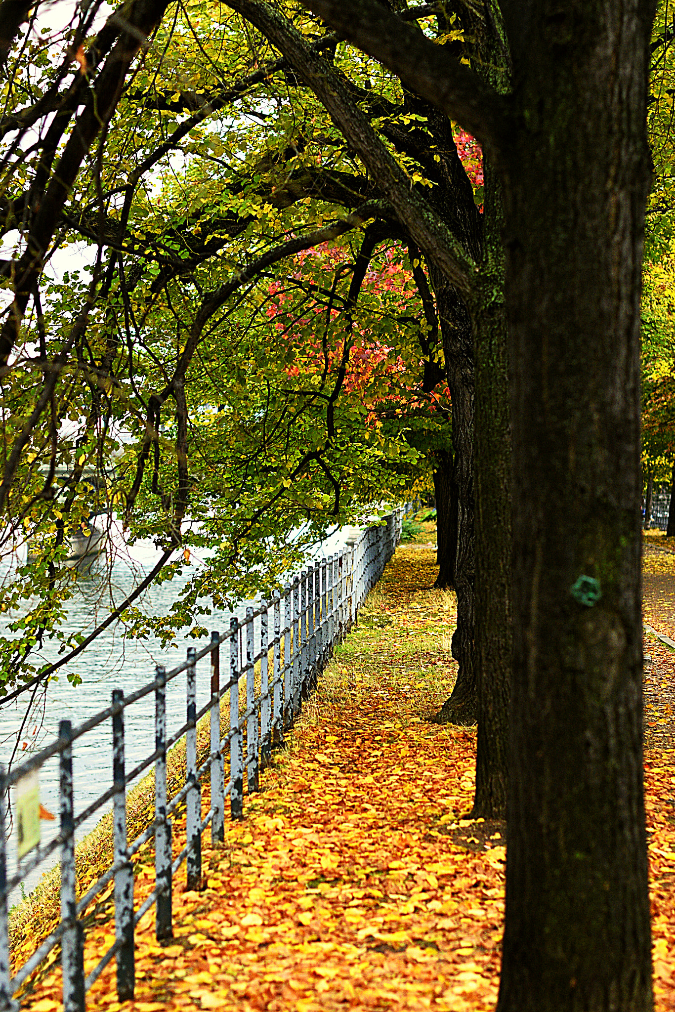 Nikon D3300 + Nikon AF-S Nikkor 50mm F1.4G sample photo. Outono photography