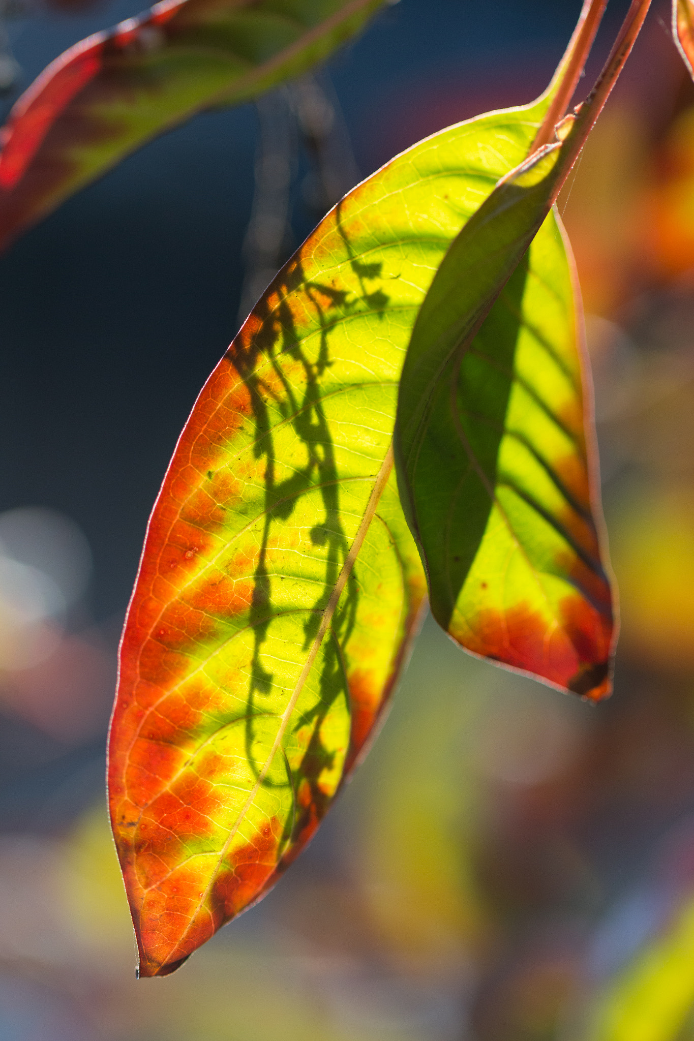 Canon EF 100mm F2.8L Macro IS USM sample photo. Leaf at twilight photography