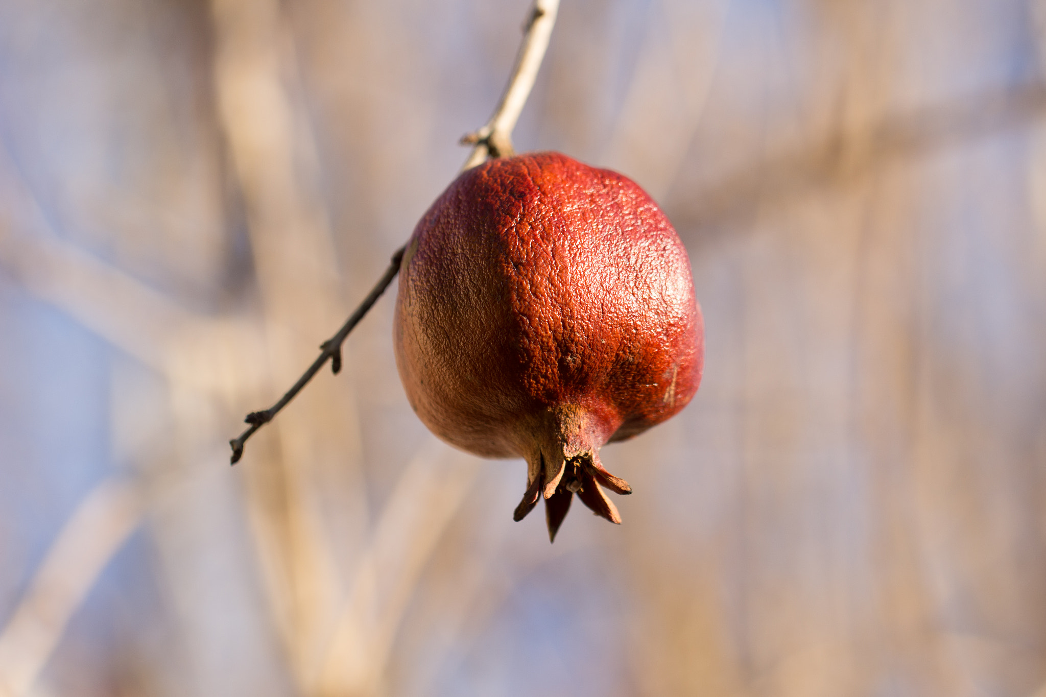 Canon EF 100mm F2.8L Macro IS USM sample photo. Pomegranate photography
