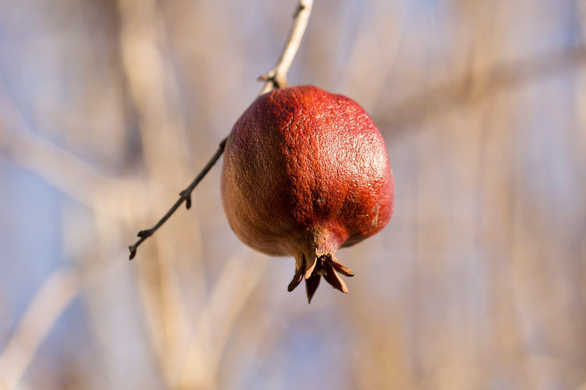 Canon EOS 700D (EOS Rebel T5i / EOS Kiss X7i) + Canon EF 100mm F2.8L Macro IS USM sample photo. Pomegranate photography