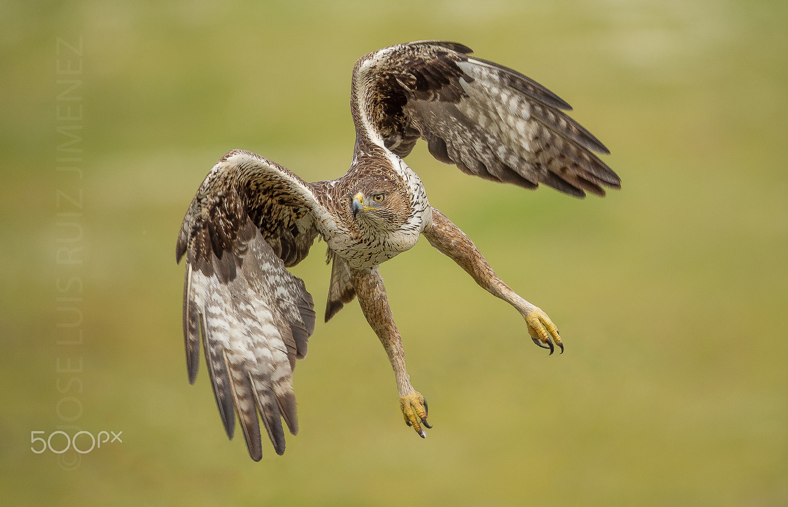 Nikon AF-S Nikkor 600mm F4E FL ED VR sample photo. Bonelli's eagle photography