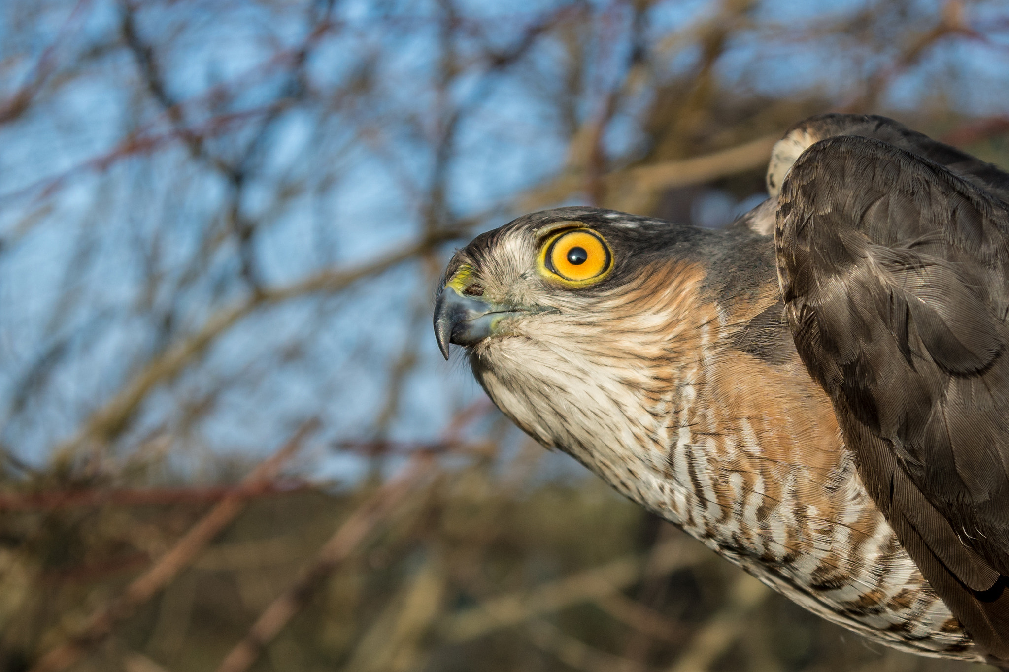 Sony ILCA-77M2 + Tamron SP AF 17-50mm F2.8 XR Di II LD Aspherical (IF) sample photo. Young sparrowhawk photography