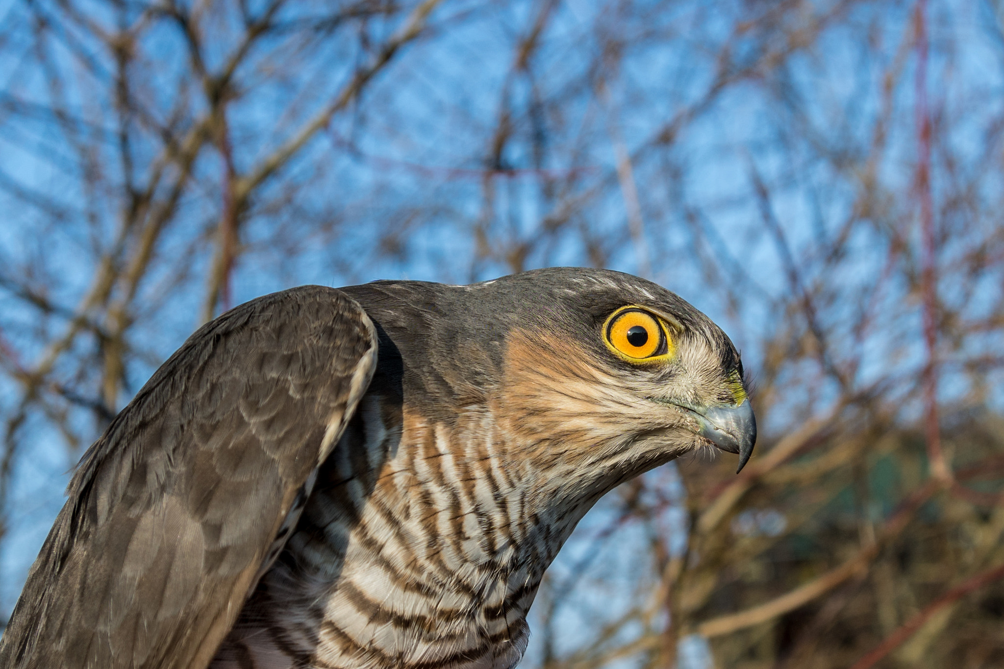 Sony ILCA-77M2 + Tamron SP AF 17-50mm F2.8 XR Di II LD Aspherical (IF) sample photo. Young sparrowhawk photography
