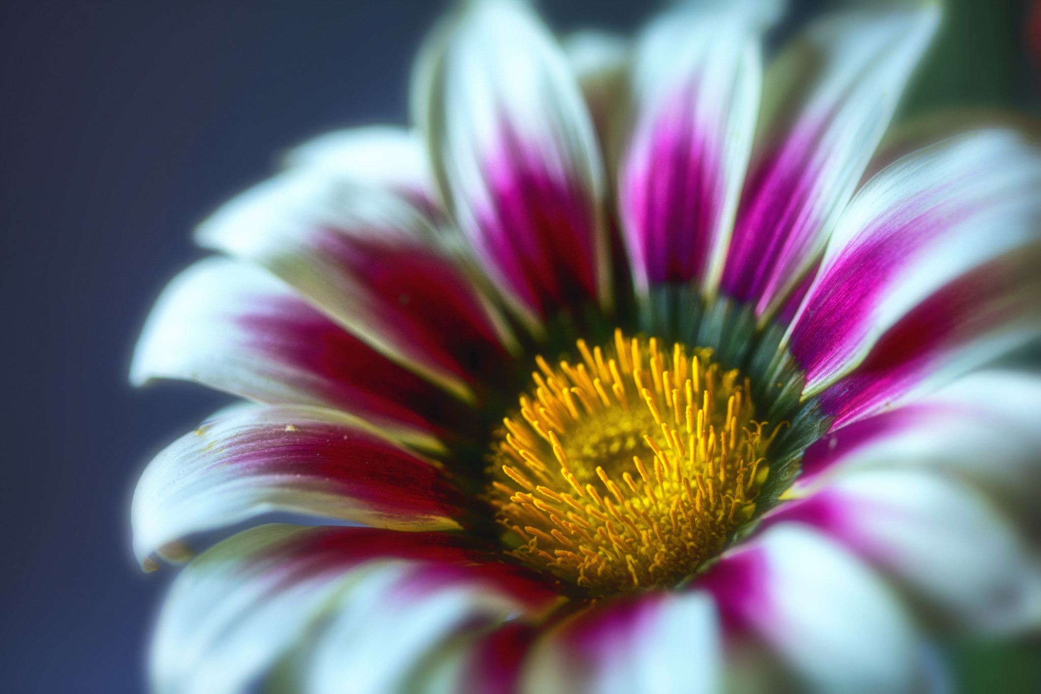 Canon EF 100mm F2.8 Macro USM sample photo. Gazalea photography