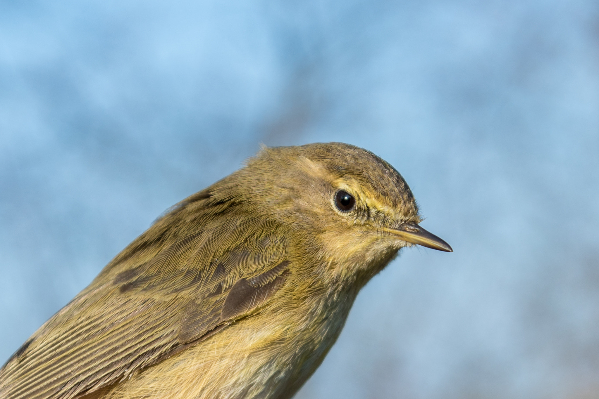 Sony ILCA-77M2 sample photo. Chiffchaff photography