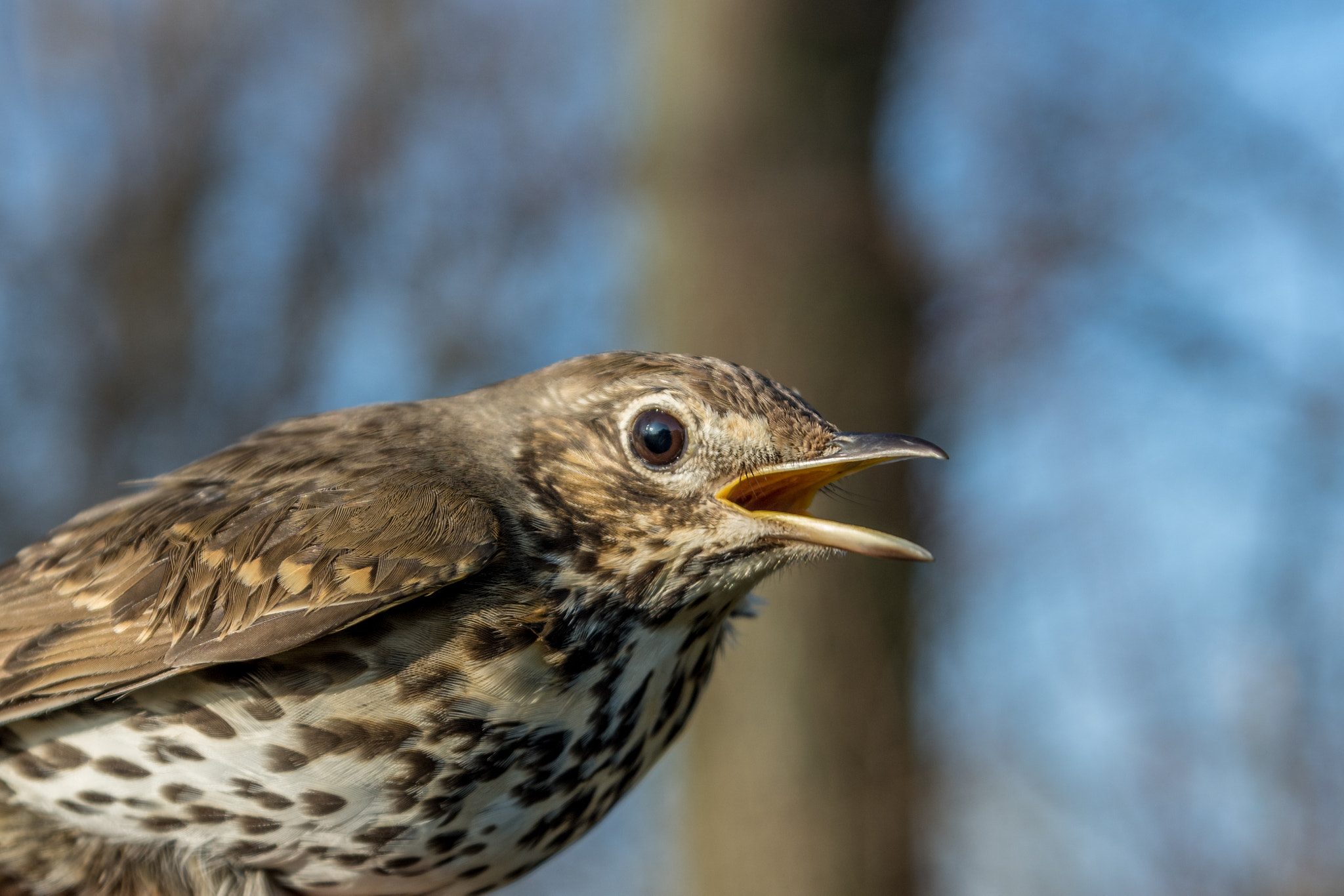Sony ILCA-77M2 + Tamron SP AF 17-50mm F2.8 XR Di II LD Aspherical (IF) sample photo. Song thrush photography