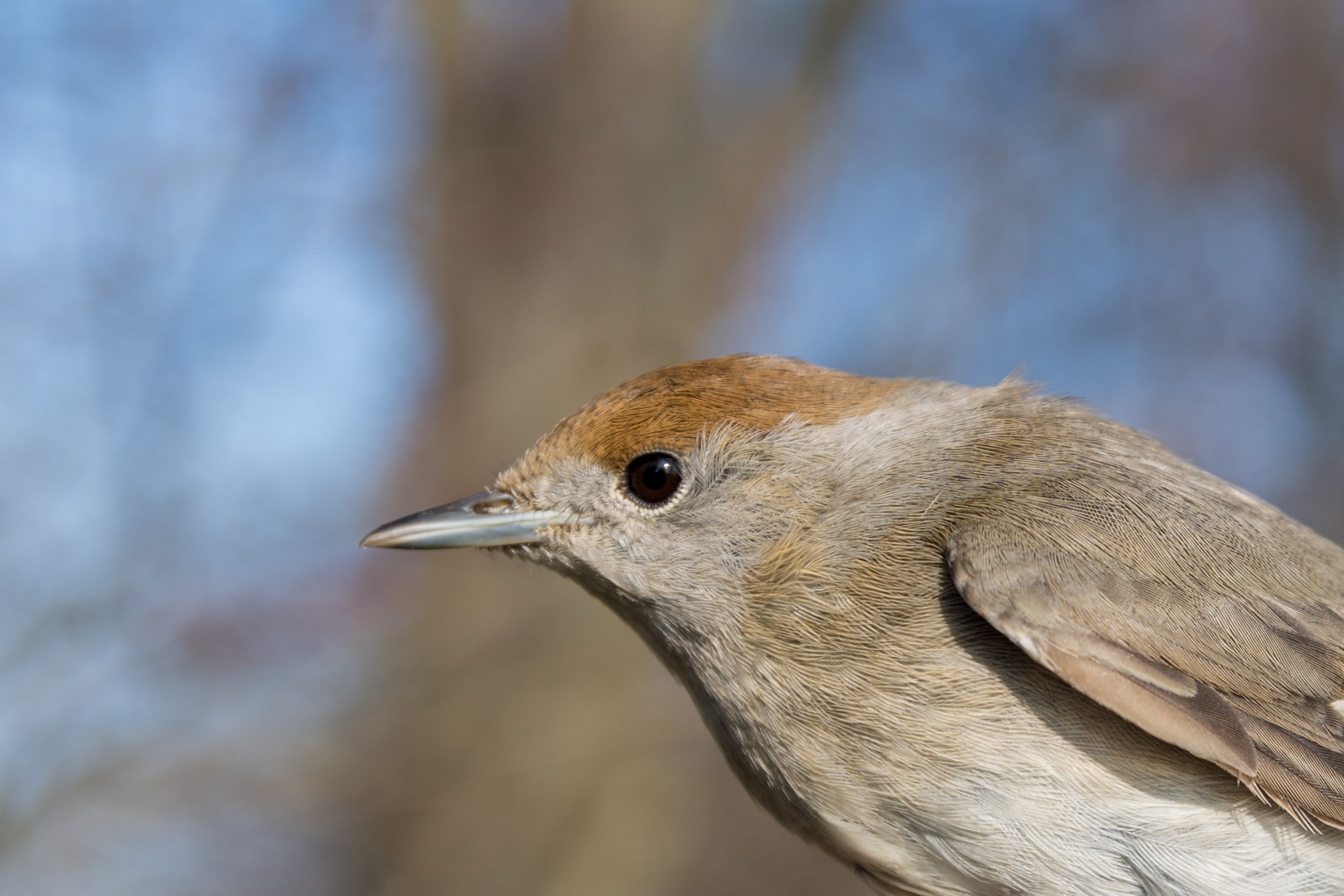 Sony ILCA-77M2 sample photo. Blackcap female photography