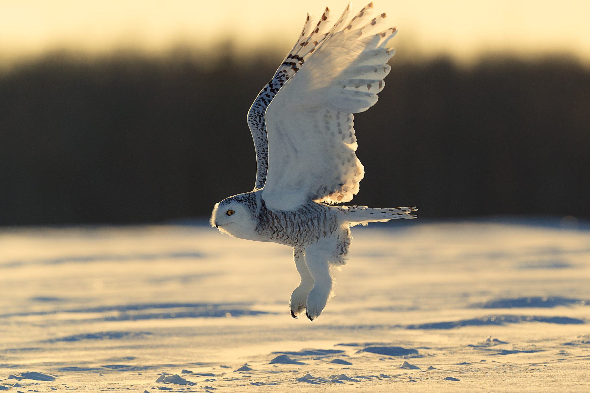 Canon EOS-1D X Mark II + Canon EF 500mm F4L IS II USM sample photo. Snow owl departure photography