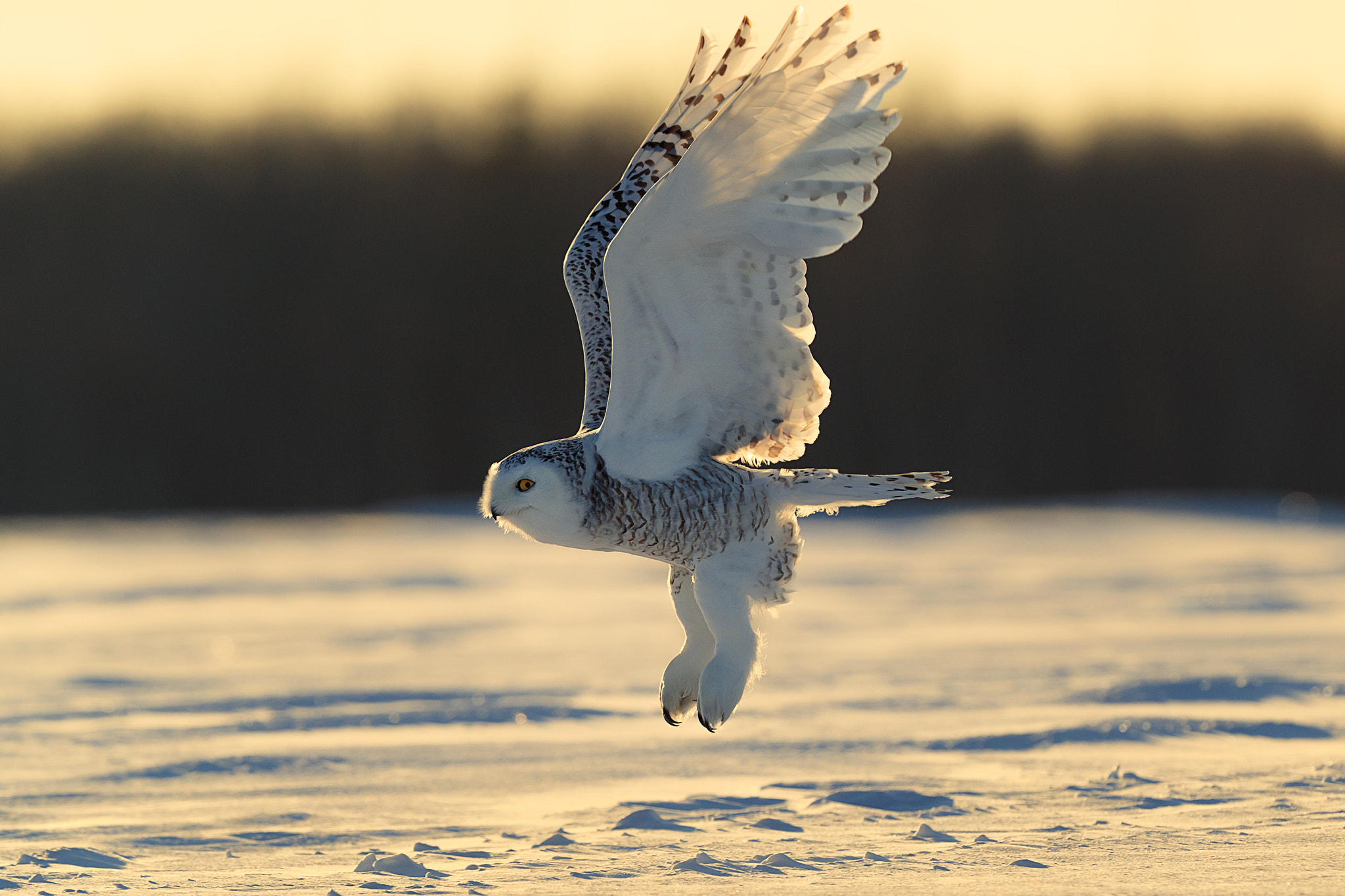 Canon EOS-1D X Mark II sample photo. Snow owl departure photography